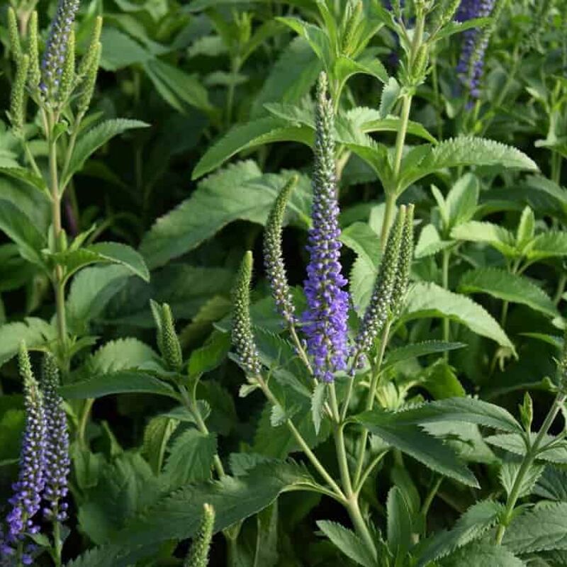 Veronica longifolia 'Blauriesin' ---